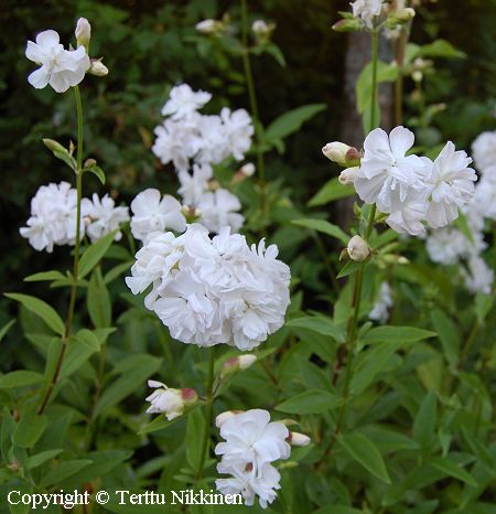 Saponaria officinalis 'Alba Plena', suopayrtti